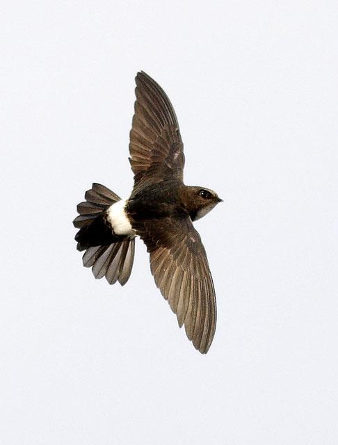 С�����������ͼ