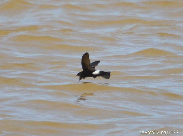 С���������ˮ�ķ�ʽ�������Թ�ˮ��