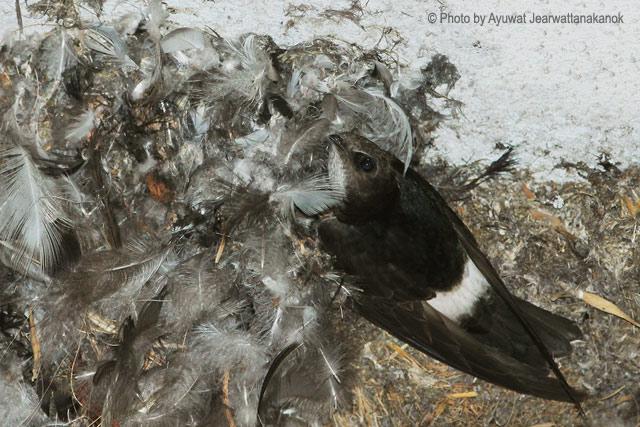 С��������