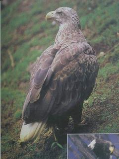 ��β����