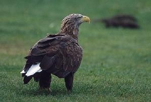 ��β����