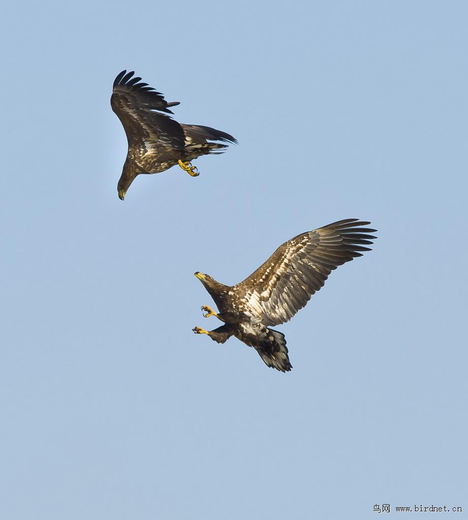 ��β�����ܣ���Ӱ�ദ��Ȼ