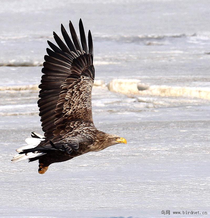 ��β����ɰ棬��Ӱ����