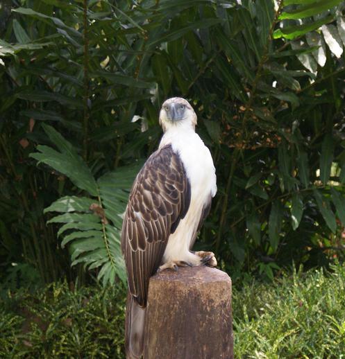 ���ɱ����ͼƬ