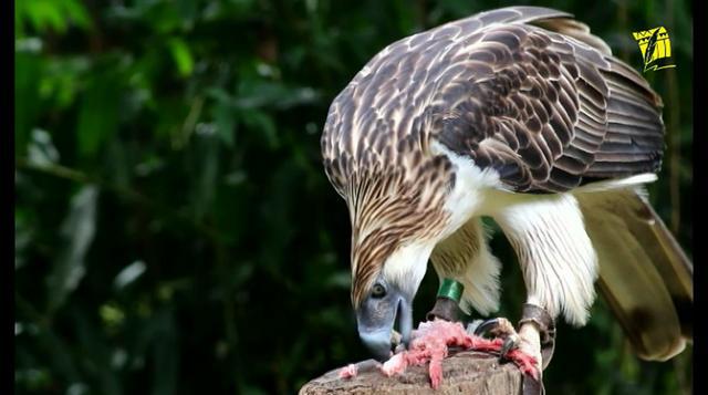 ���ɱ���