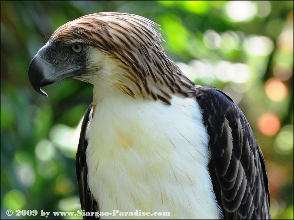 ���ɱ���