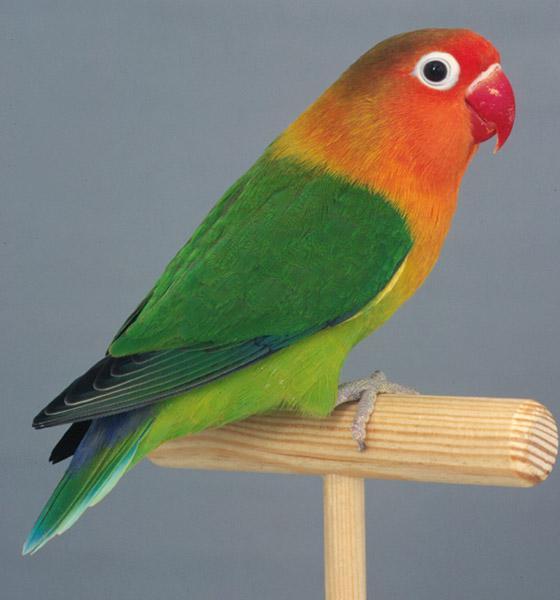 费氏牡丹鹦鹉 费氏牡丹鹦鹉的图片