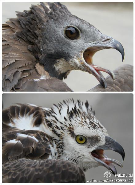 ��ͷ��ӥ��ͼƬ