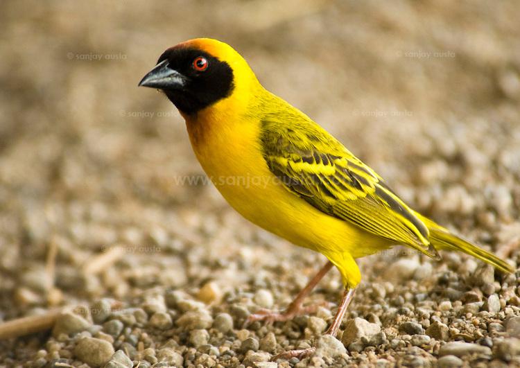 �ڶ�֯ȸ��ͼƬ