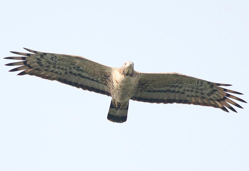 ��ͷ��ӥ���������2011-05-11�����ڱ�����