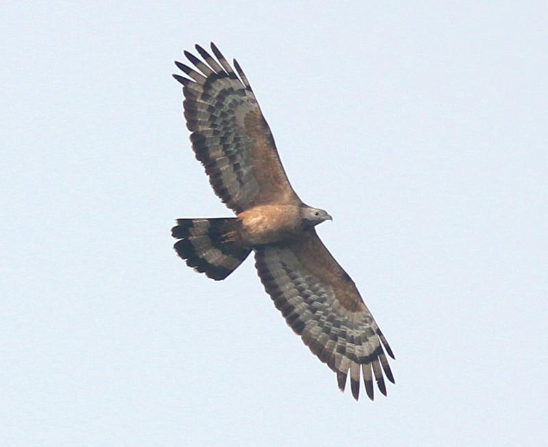 ��ͷ��ӥ���������2011-05-11�����ڱ�����