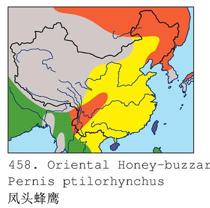 ��ͷ��ӥ�������ֲ�ͼ