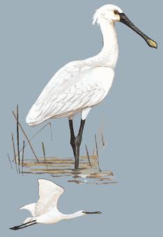 �����أ���̬����ͼ