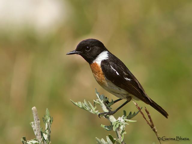 �ں�ʯ�S��ͼƬ