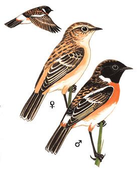 �ں�ʯ�S����̬����ͼ