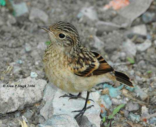 �ں�ʯ�S������