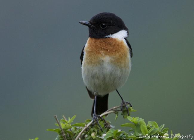 �ں�ʯ�S�������ް�ɫ����