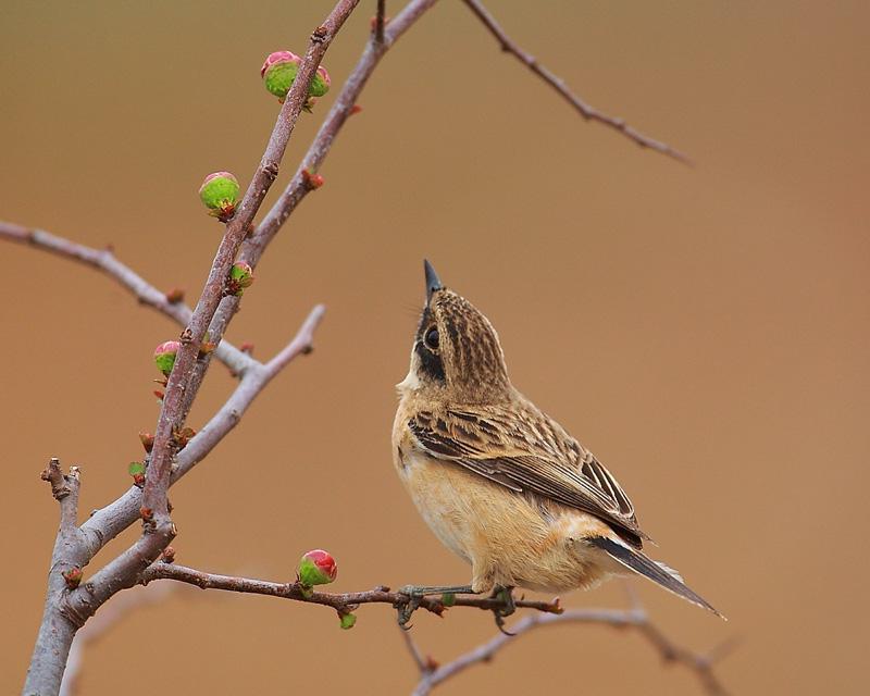 �ں�ʯ�S�������߹�÷��ѩ