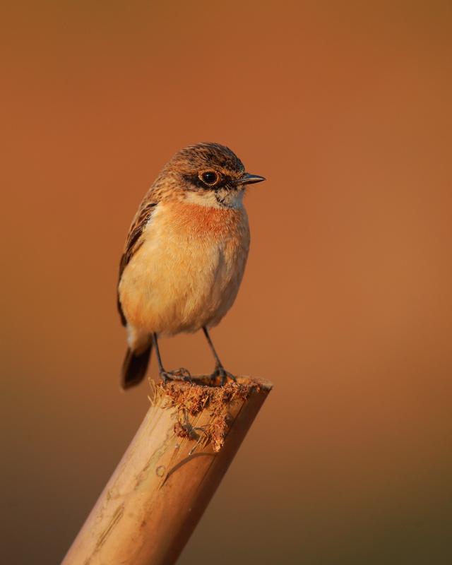 �ں�ʯ�S�������߹�÷��ѩ