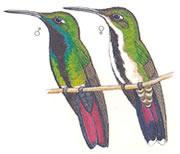 �ں�â������