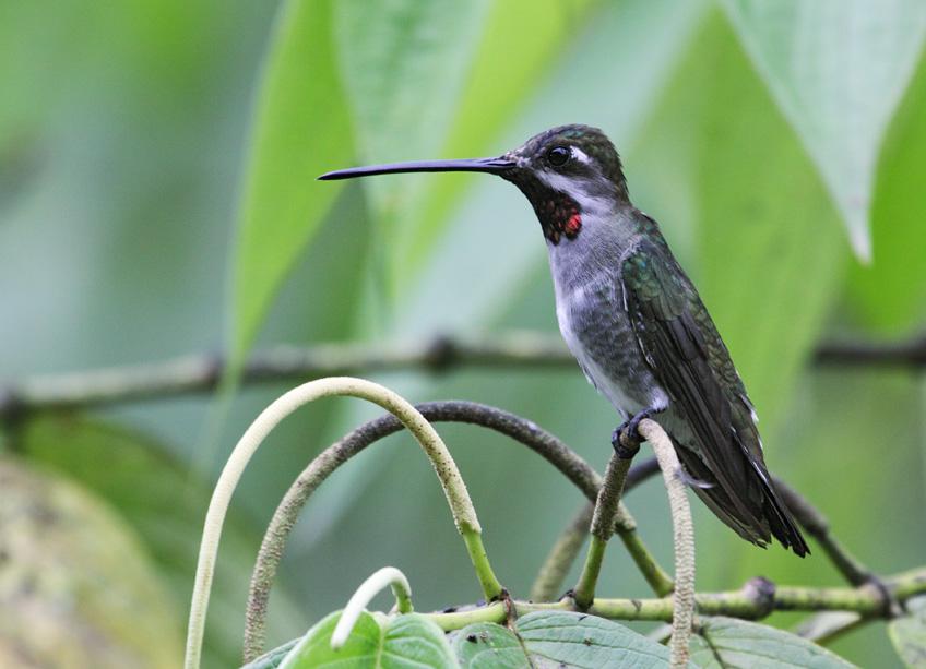 长嘴星喉蜂鸟 长嘴星喉蜂鸟的图片