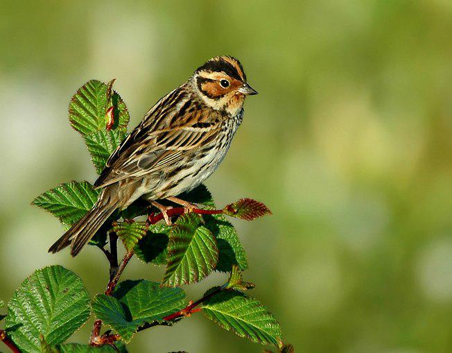 小鹀 小鹀的图片
