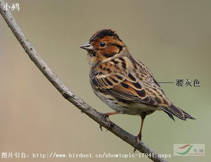 С�c����ɫ