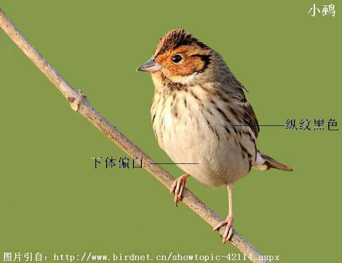 С�c����ƫ�ף����ƺ�ɫ��