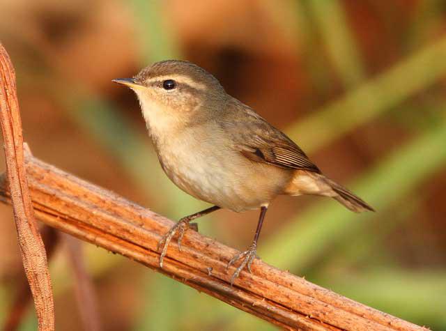 ����ݺ���������