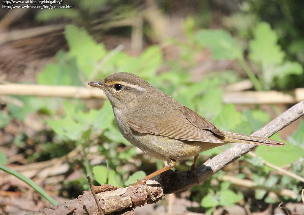 ������ݺ