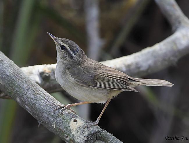 ����ݺ������ӡ��