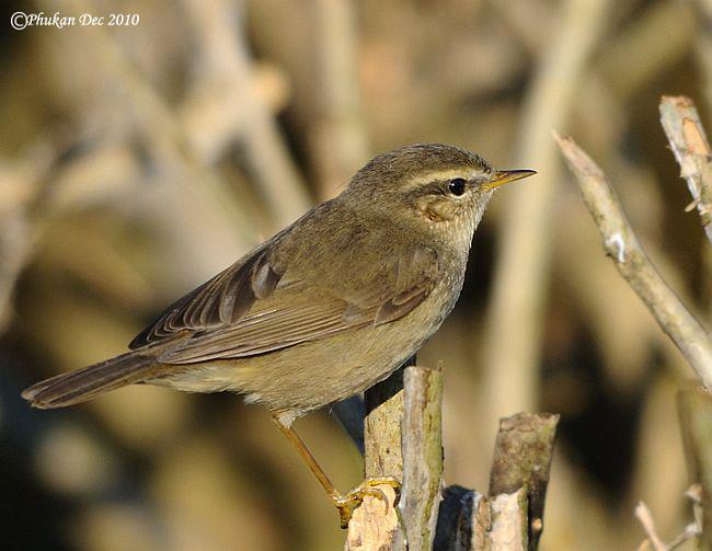 ����ݺ������ӡ��