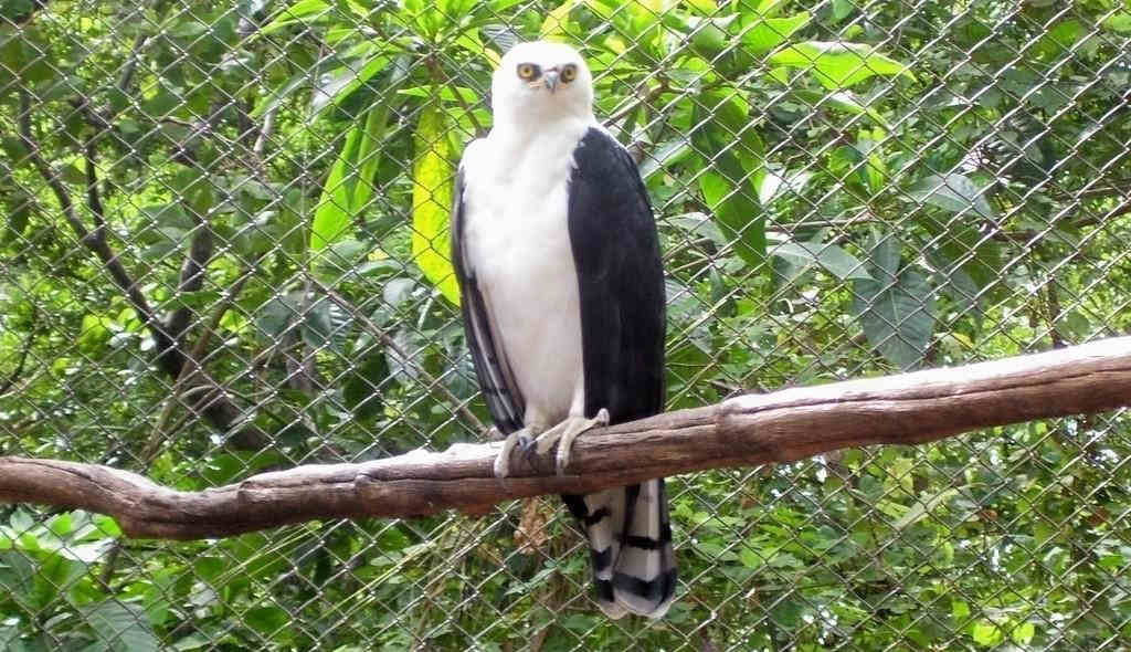 黑白鹰雕 黑白鹰雕的图片