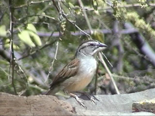 通贝斯雀鹀属 通贝斯雀鹀属的图片
