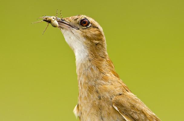 ������ʳ֩��