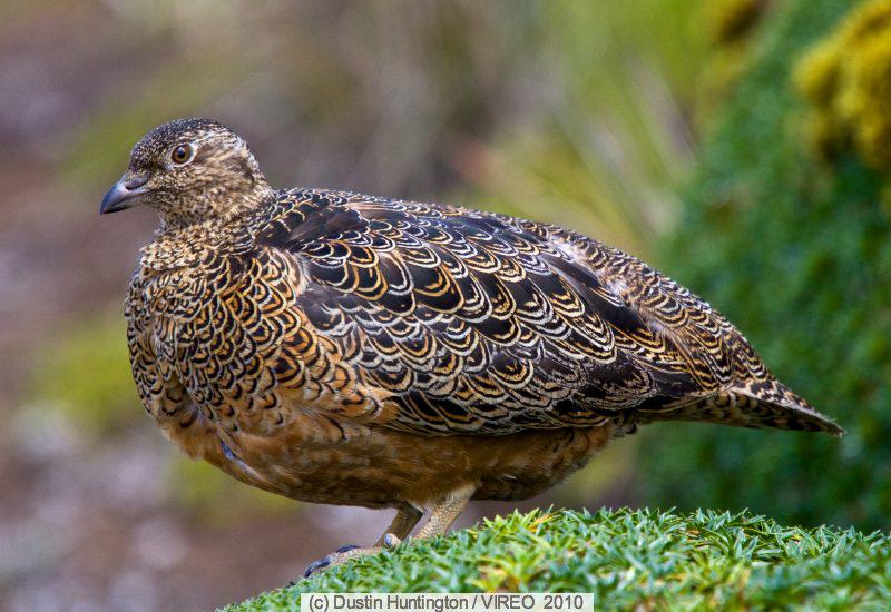 �ظ����ֵ�ͼƬ