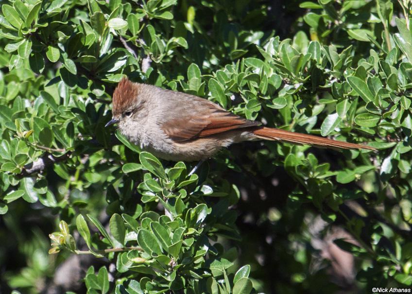 �ֶ���βȸ��ͼƬ