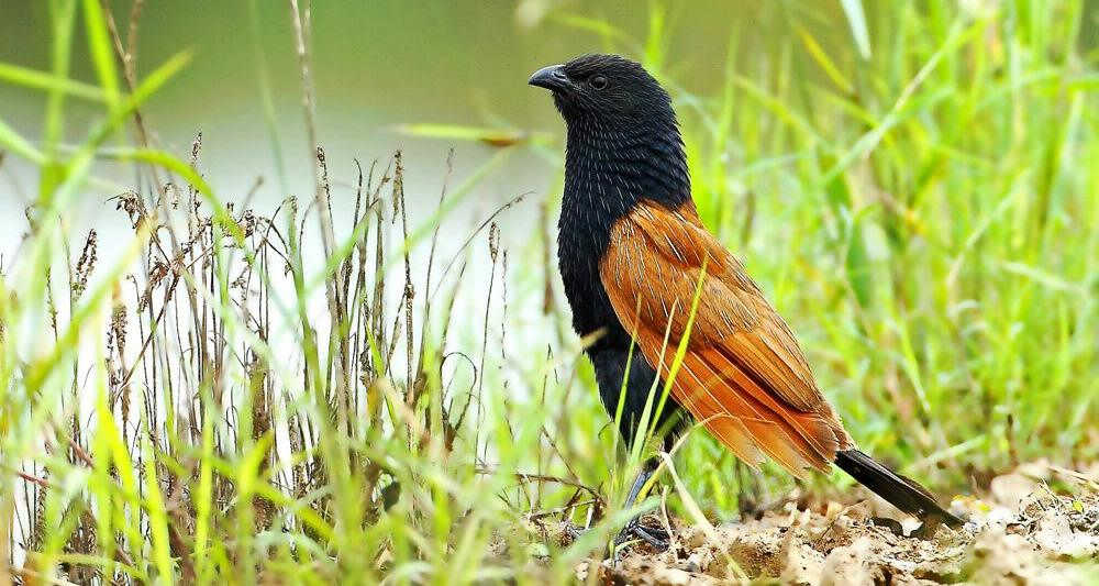 小鸦鹃 小鸦鹃的图片