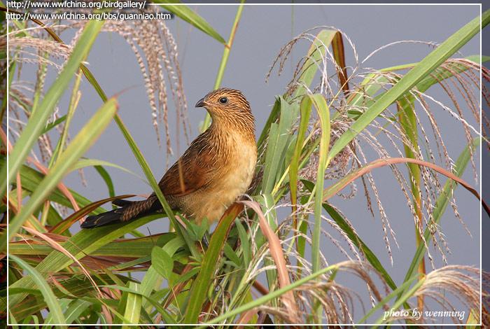 Сѻ���ǳ��񣬺����Եİ�ɫ˿״��