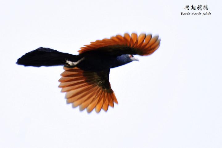 �ֳ�ѻ������գ����¸����ɫʮ������