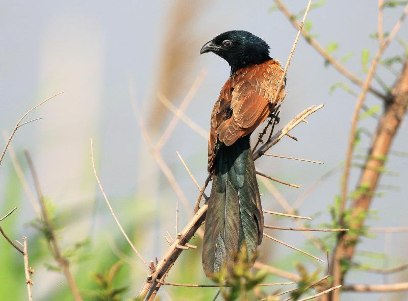 Сѻ�鱳����