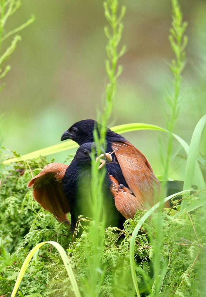Сѻ��򸾣����ڽ��䡣