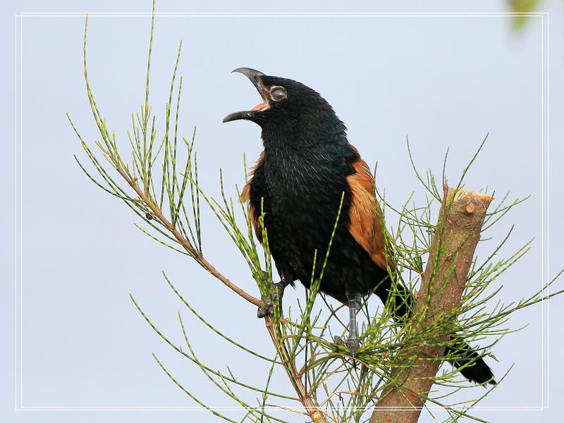 Сѻ�鸹��ͼƬ��������Ц