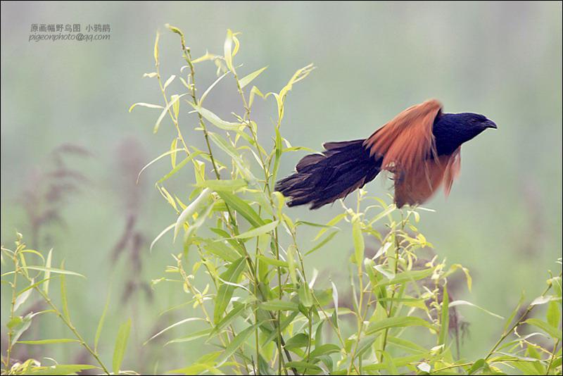 Сѻ�������Ƭ