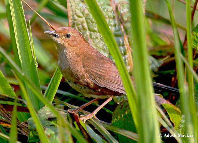 高山短翅莺 高山短翅莺的图片