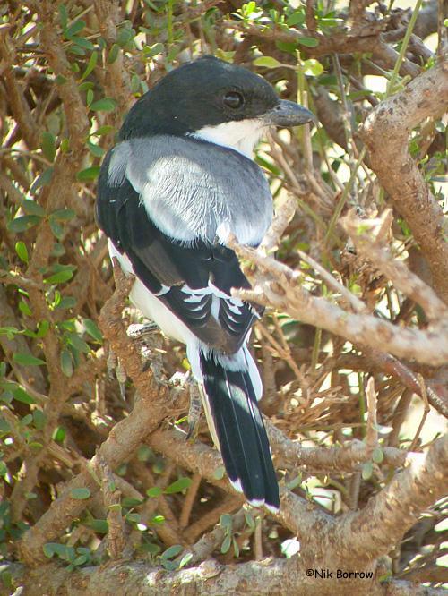 �����ﲮ�͵�ͼƬ