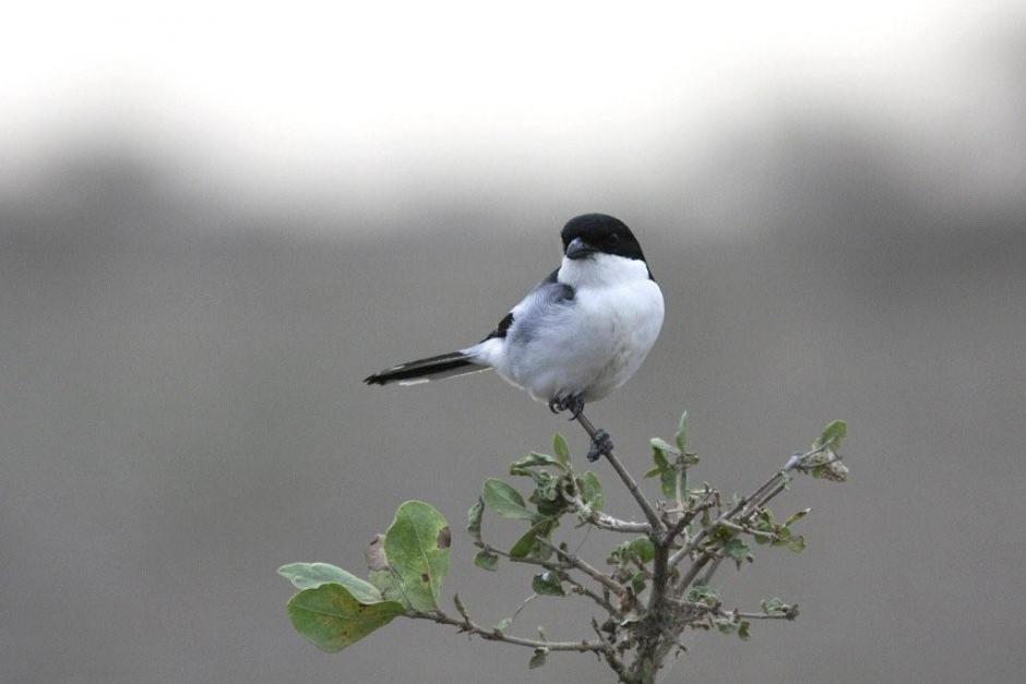 �����ﲮ��