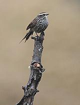 ɽȸ��βȸ��