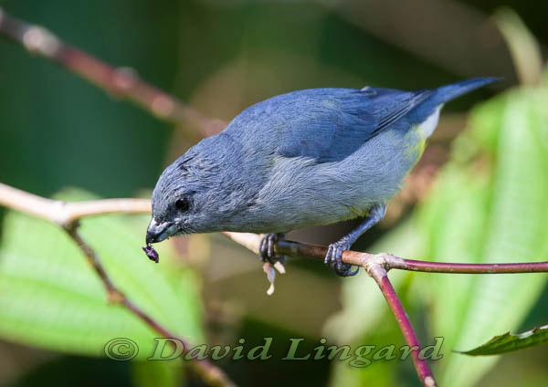 牙买加歌雀 牙买加歌雀的图片