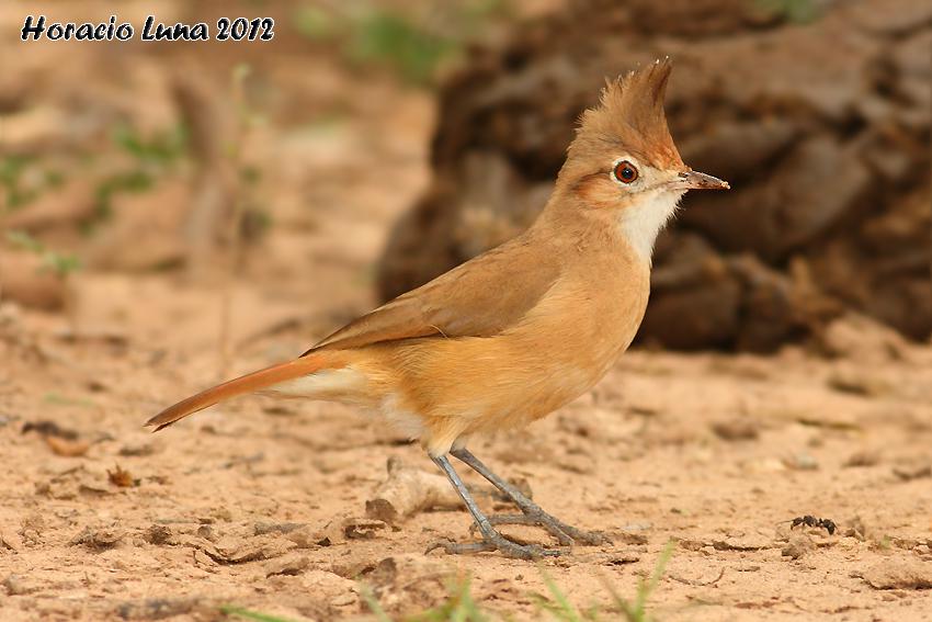 �������ͼƬ